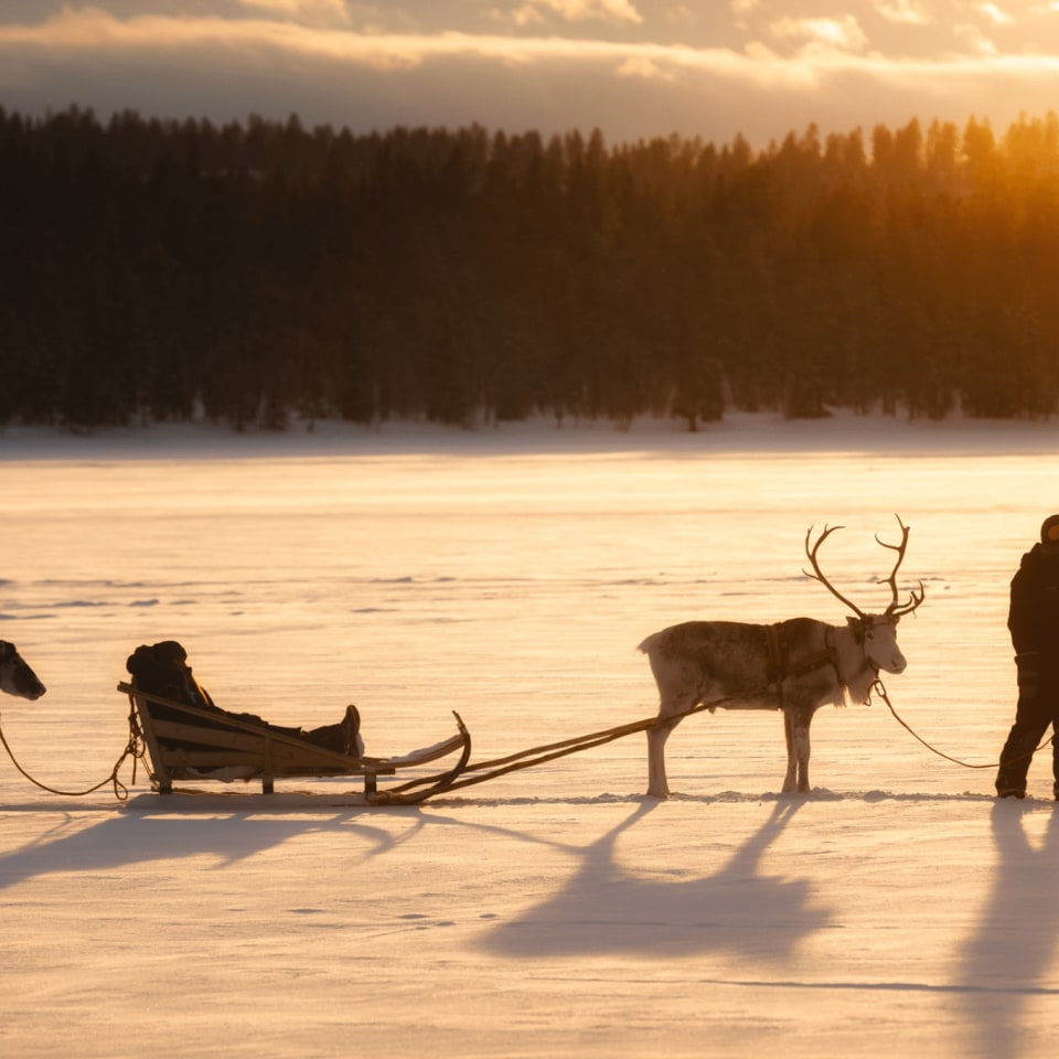 Rentierschlitten Muonio